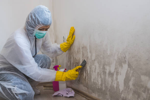 Trusted Stamford, CT Mold Removal Experts