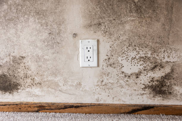 Best Attic Mold Removal  in Stamford, CT