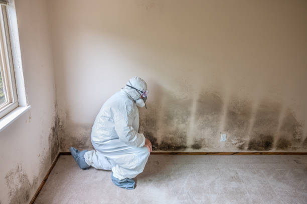 Best Mold Damage Restoration  in Stamford, CT